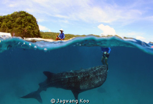 Whale Shark by Jagwang Koo 